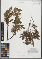 Foto von Salix purpurea L. x Salix waldsteiniana Willd.